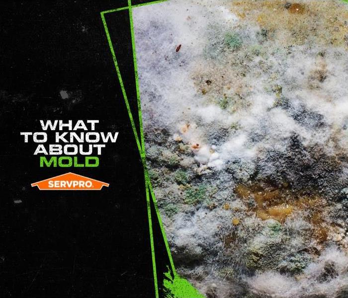 microscopic view of mold with the caption “what to know about mold”