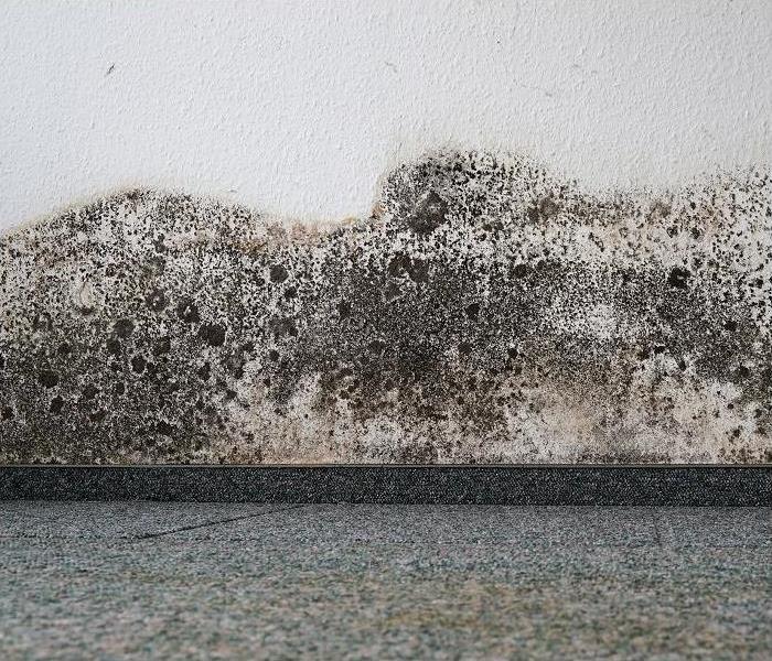 mold growth along wall and baseboard